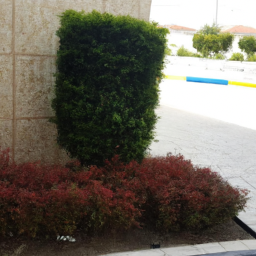 Bahçe tasarımında renk uyumu