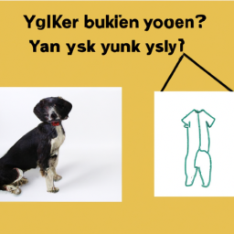 Köpeklerin eğitimi ve sosyalleşmesi için en iyi yöntemler