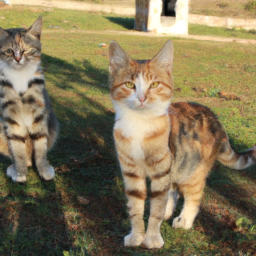 Kediler ve köpekler arasındaki farklar nelerdir?