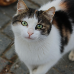 Kediler ve köpeklerin farklı türleri hakkında bilgi
