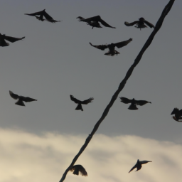 Kuşlar için oyuncağın önemi