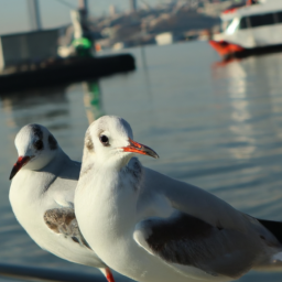 Kuşların konuşmayı öğrenmesi için nasıl eğitebilirsiniz?