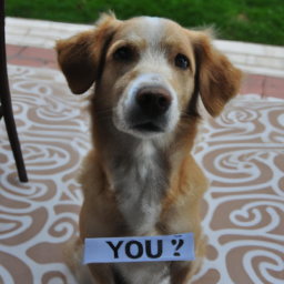 En sevimli köpek ırkları