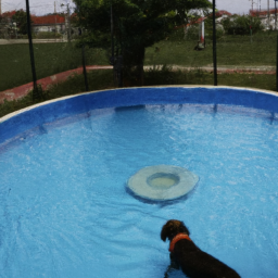 Köpeklerin havuzda yüzmesi hakkında ipuçları