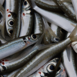 Balık beslemek için basit adımlar