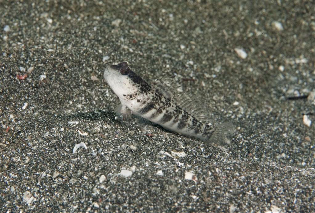 Açıklanamaz Karides