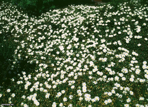 Adaçayı Yaprağı Kaya Gülü