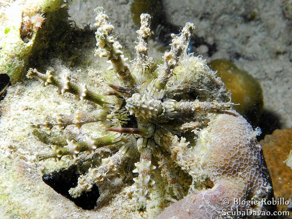 Ağır dikenli Kestane