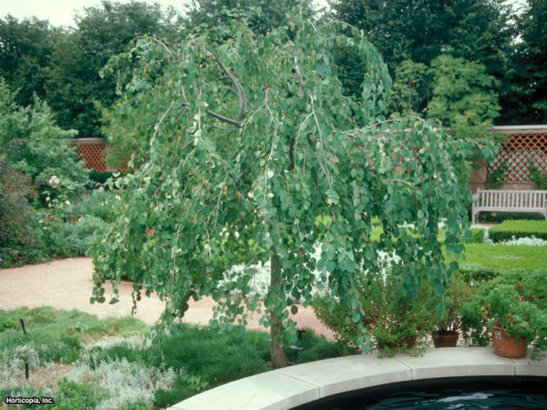 Ağlayan Katsura Ağacı