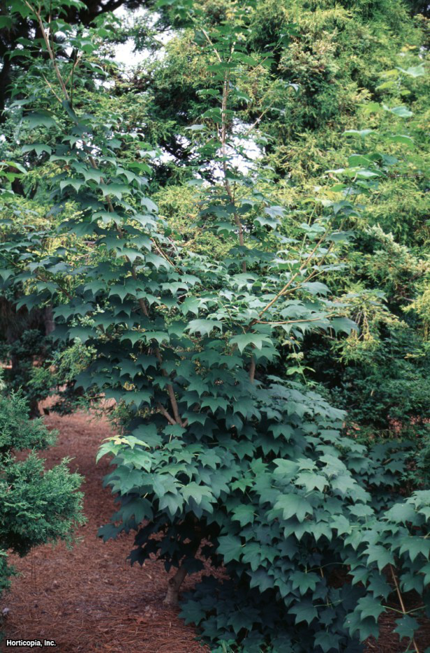 Akçaağaç