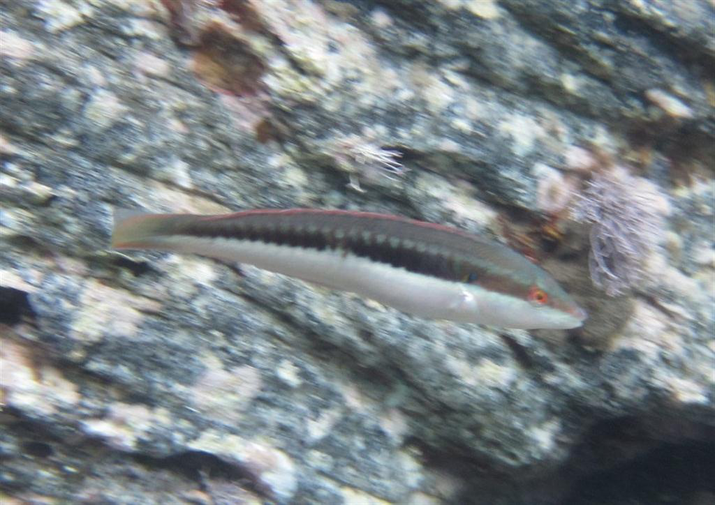 Akdeniz Gökkuşağı Wrasse