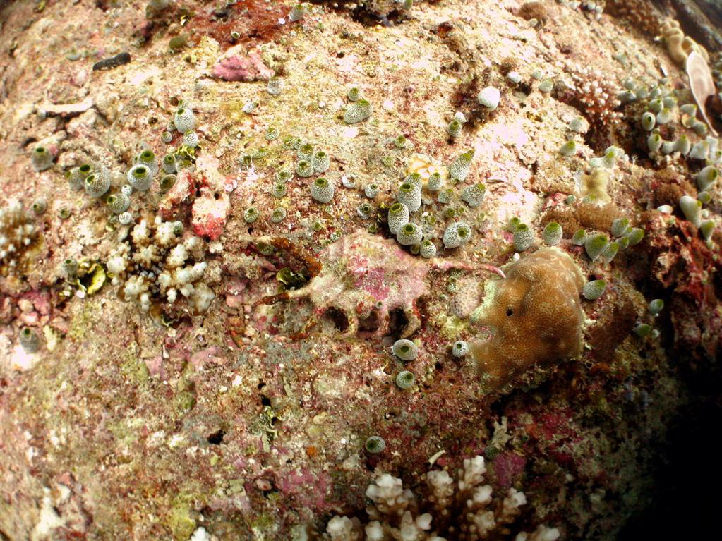 Akrep Örümcek Kabuğu