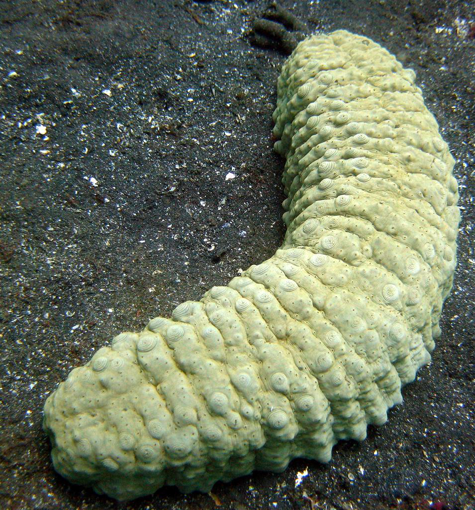 Alacalı Deniz Hıyarı