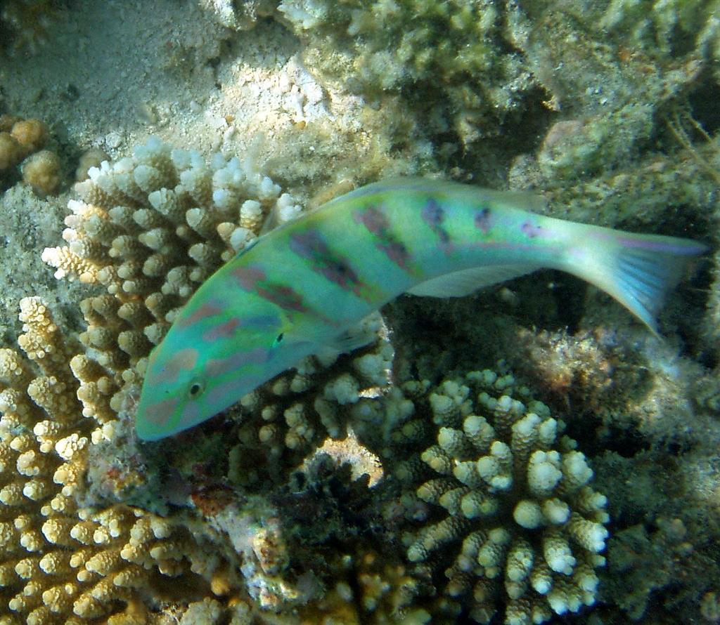 Altı Bar Wrasse