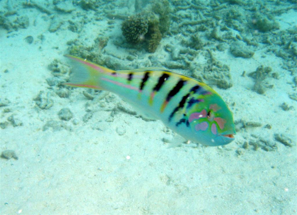 Altı Bar Wrasse