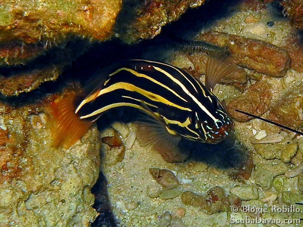 Altı Çizgili Sabun Balığı