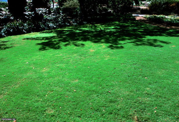 Bermuda Otu