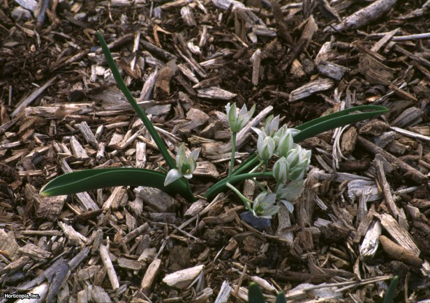 Bethlehem Yıldızı