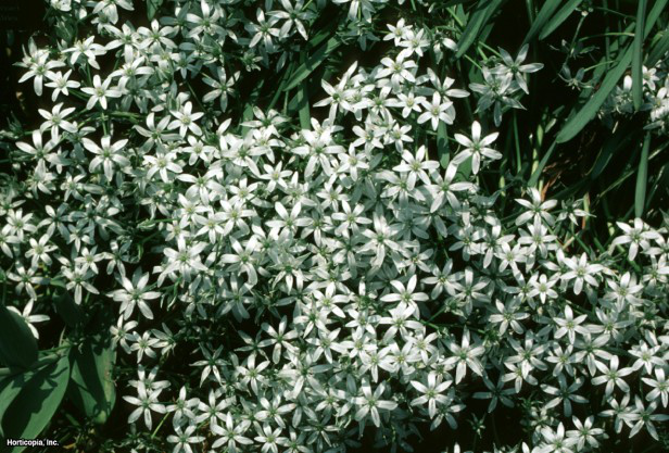 Bethlehem Yıldızı