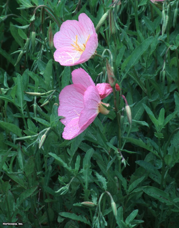 Beyaz Çuha Çiçeği