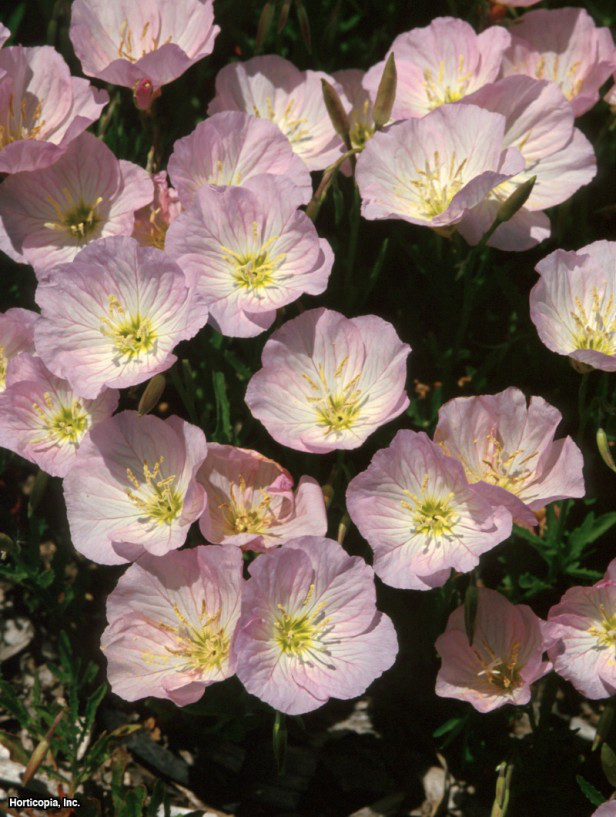 Beyaz Çuha Çiçeği