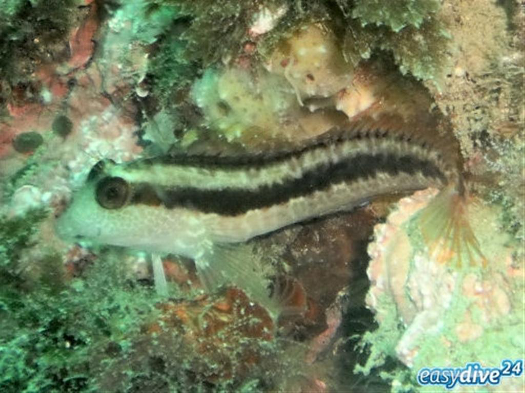 Blenny Blenny