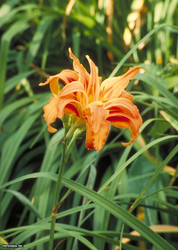 Çift Daylily