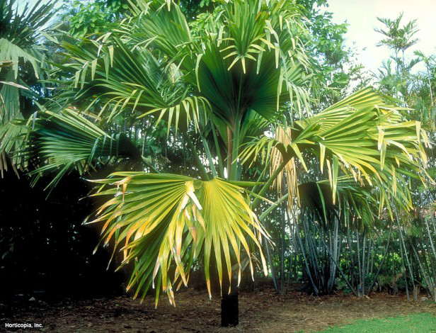 Çifte Hindistan Cevizi