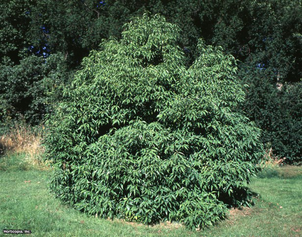 Çin Dökmeyen Meşe