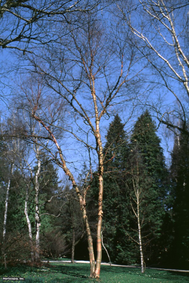 Çin Kırmızı Huş