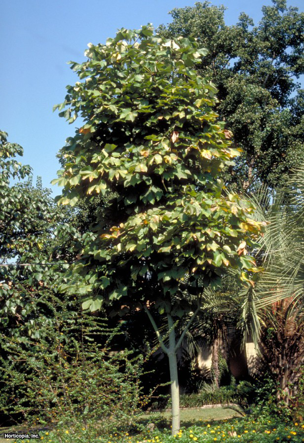 Çin Şemsiye Ağacı