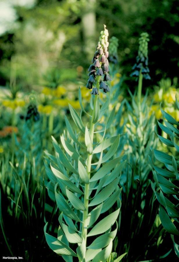Farsça Fritillary