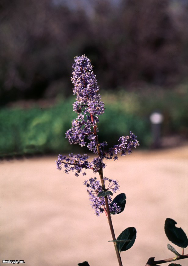Felleaf Ceanothus