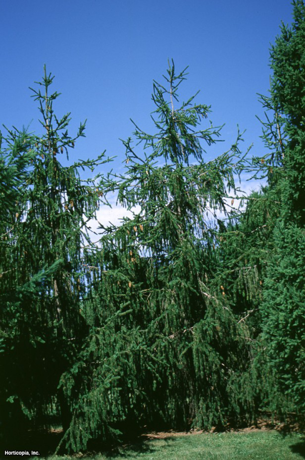 Firar eden Norveç Ladini