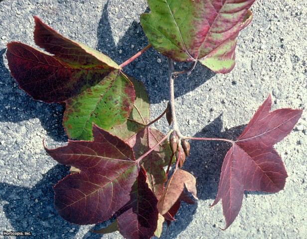 Formosa Tatlı Sakız