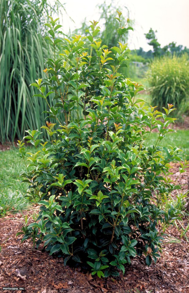 Fortune'un Tatlı Zeytini