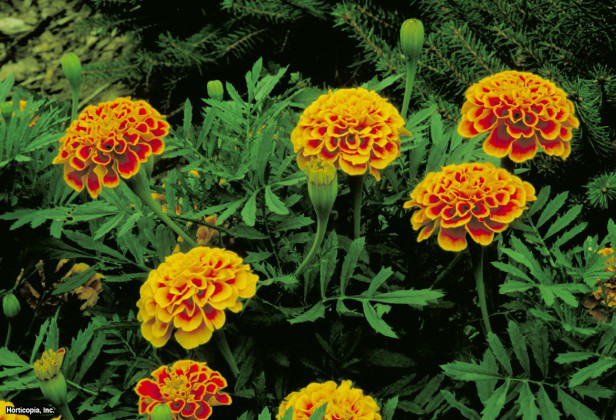 Fransız Kadife Çiçeği