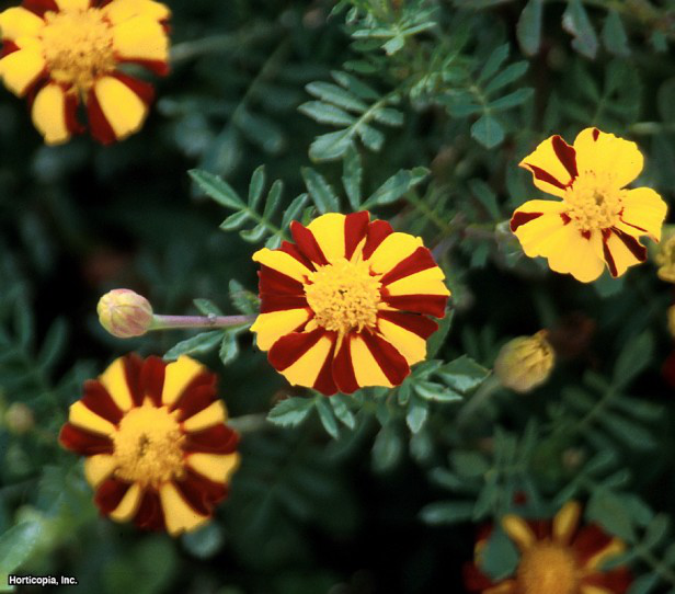 Fransız Kadife Çiçeği