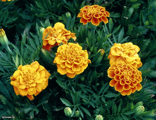 Fransız Kadife Çiçeği