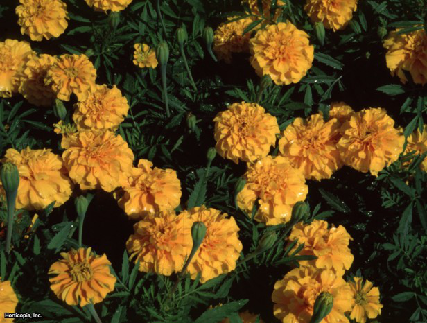 Fransız Kadife Çiçeği