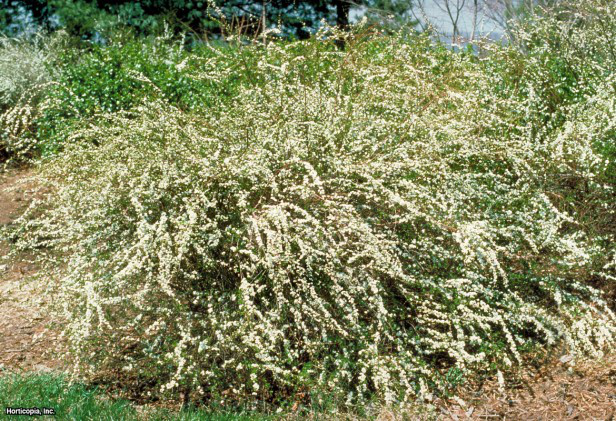 Gelin çelengi Spirea