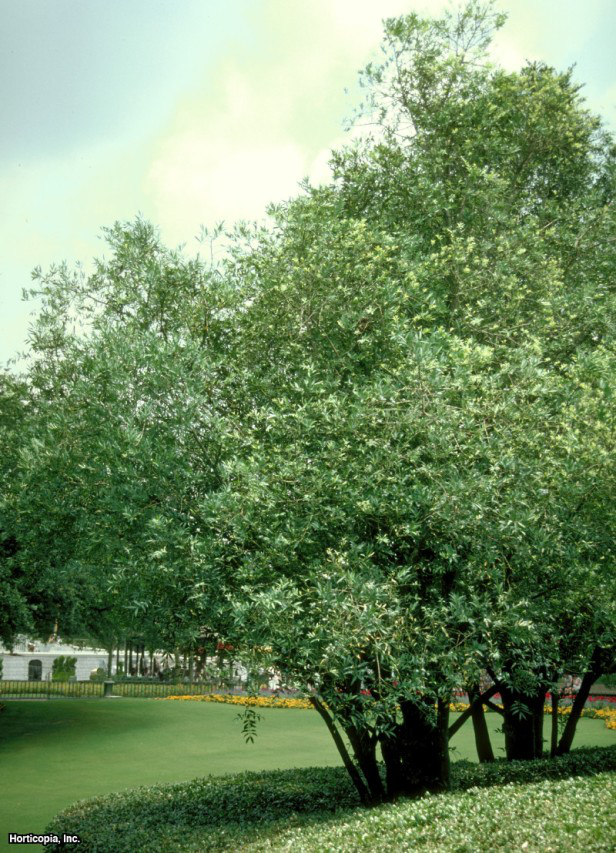 Geniş Yapraklı Podocarpus