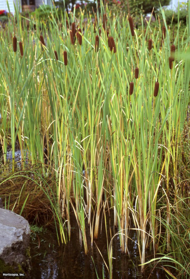 Geniş Yapraklı Uzun Kuyruk