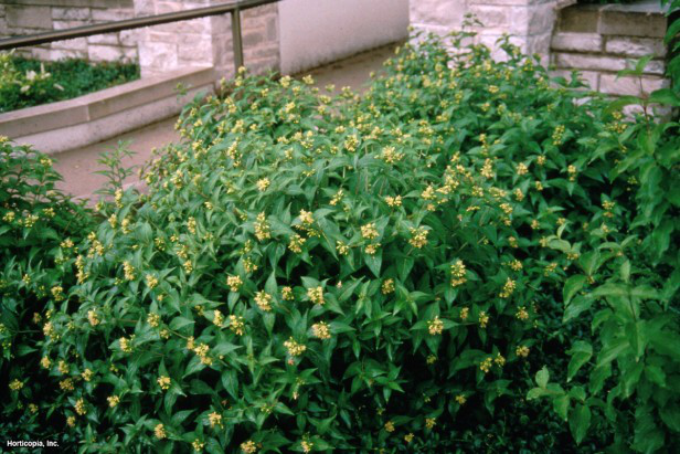 Georgia Bush Hanımeli