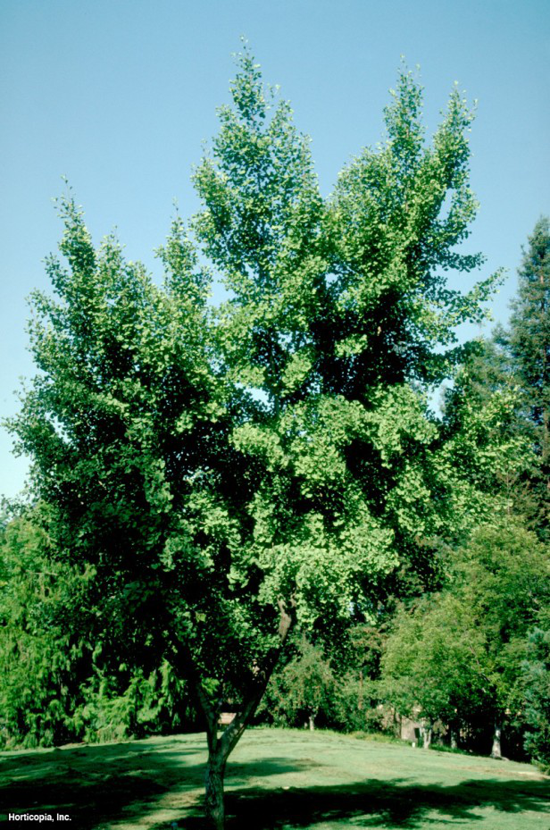 Ginkgo