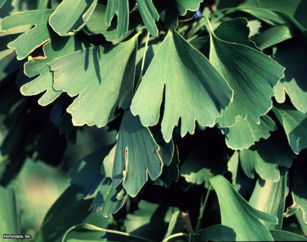 Ginkgo