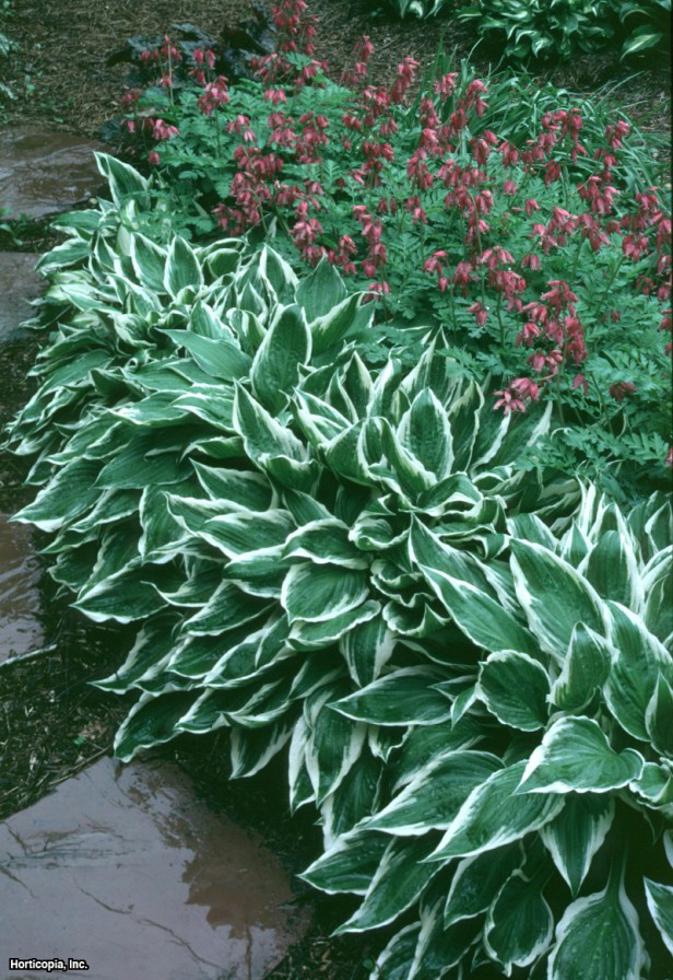 Hosta