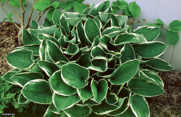 Hosta