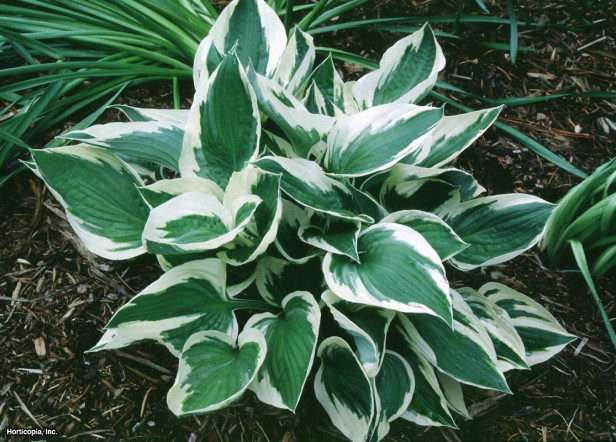 Hosta