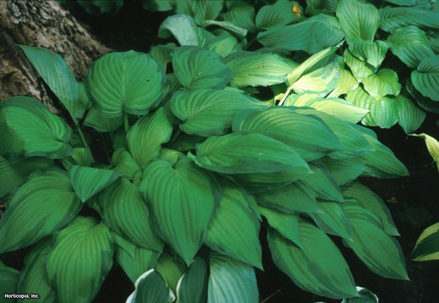 Hosta